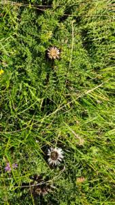 Click to view this image in a large viewer