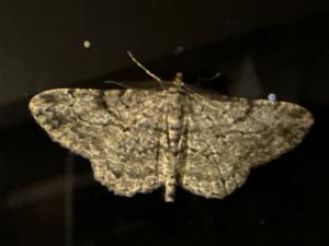 Click to view this image in a large viewer