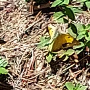 Click to view this image in a large viewer