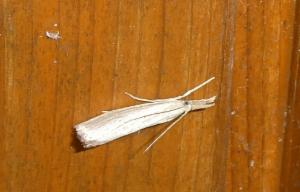 Click to view this image in a large viewer