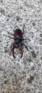 Click to view this image in a large viewer