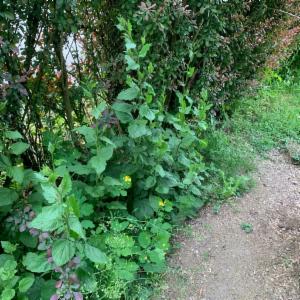 Click to view this image in a large viewer