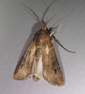 Click to view this image in a large viewer