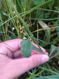 Click to view this image in a large viewer