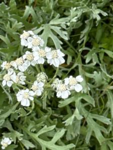 Click to view this image in a large viewer