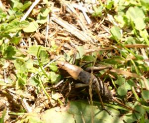 Click to view this image in a large viewer