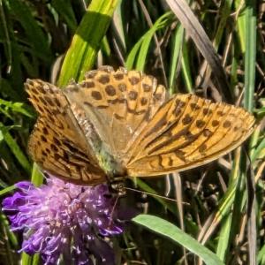 Click to view this image in a large viewer