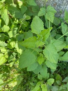 Click to view this image in a large viewer