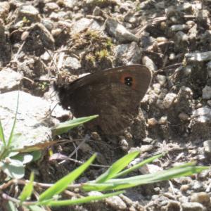 Click to view this image in a large viewer