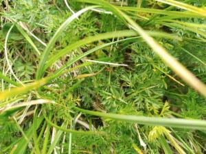 Click to view this image in a large viewer