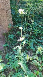 Click to view this image in a large viewer