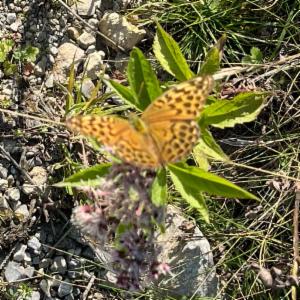 Click to view this image in a large viewer