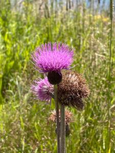 Click to view this image in a large viewer