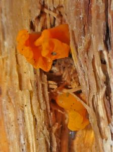 Click to view this image in a large viewer