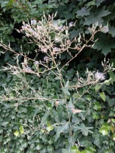 Click to view this image in a large viewer