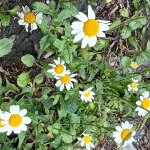 Click to view this image in a large viewer