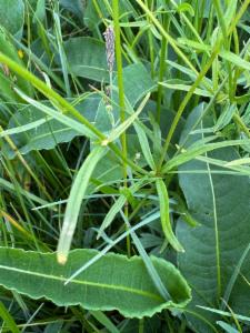 Click to view this image in a large viewer