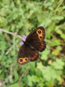 Click to view this image in a large viewer