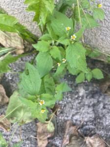 Click to view this image in a large viewer