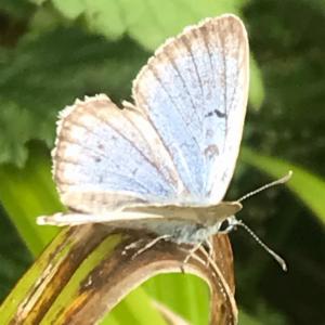 Click to view this image in a large viewer