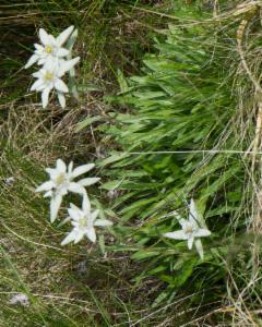 Click to view this image in a large viewer