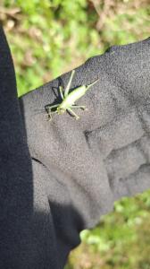 Click to view this image in a large viewer