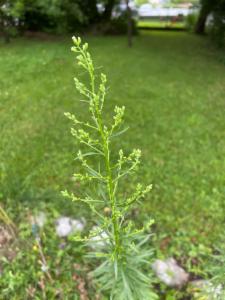 Click to view this image in a large viewer