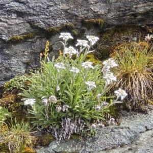 Click to view this image in a large viewer