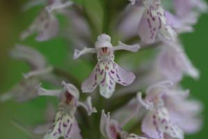 Click to view this image in a large viewer