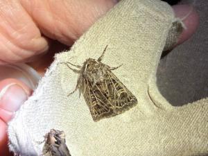 Click to view this image in a large viewer