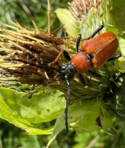 Click to view this image in a large viewer