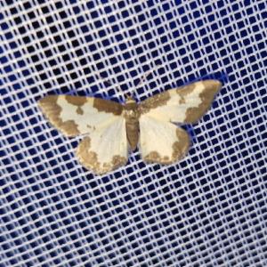 Click to view this image in a large viewer