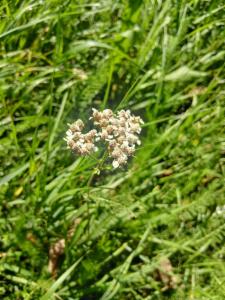 Click to view this image in a large viewer