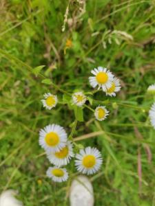 Click to view this image in a large viewer