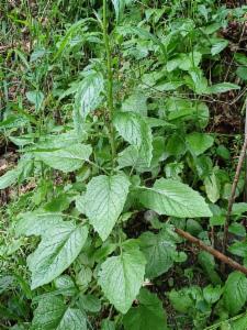 Click to view this image in a large viewer