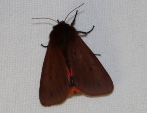 Click to view this image in a large viewer