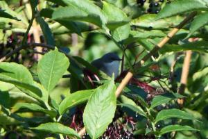 Click to view this image in a large viewer