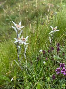 Click to view this image in a large viewer