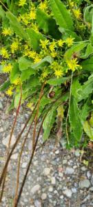 Click to view this image in a large viewer