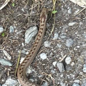 Click to view this image in a large viewer