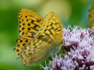 Click to view this image in a large viewer