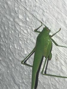 Click to view this image in a large viewer