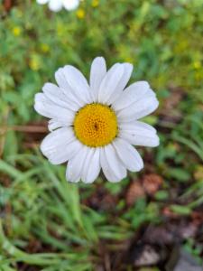 Click to view this image in a large viewer