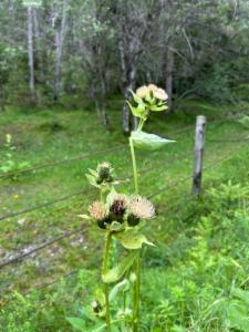 Click to view this image in a large viewer