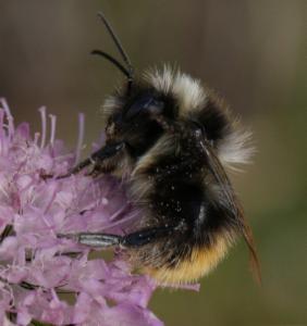 Click to view this image in a large viewer