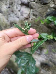 Click to view this image in a large viewer