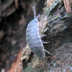 Click to view this image in a large viewer