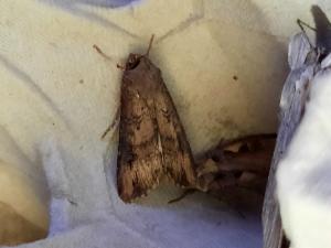 Click to view this image in a large viewer