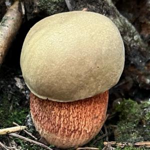 Click to view this image in a large viewer