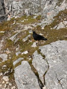 Click to view this image in a large viewer